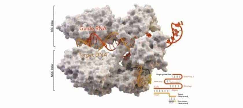 1200px-Cas9_5AXW Image: Thomas Splettstoesser (www.scistyle.com) - Own work, CC BY-SA 4.0