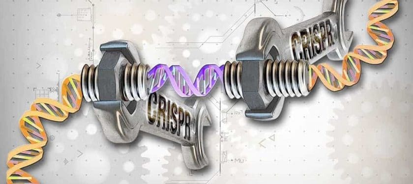 CRISPR-Cas9_Editing_of_the_Genome_(26453307604) Image: NHGRI - CC-BY 2.0