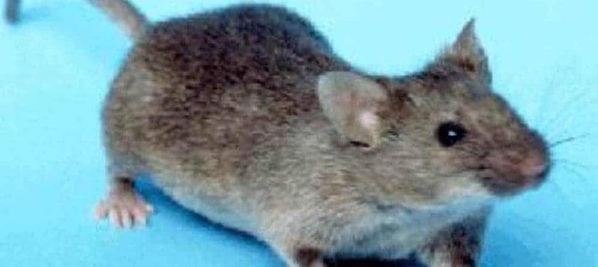 House_mouse public domain 1000x694 House_mouse public domain 1000x694