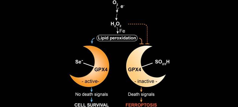 159480_web Ingold et al., Cell, 2017 787px 159480_web Ingold et al., Cell, 2017 787px