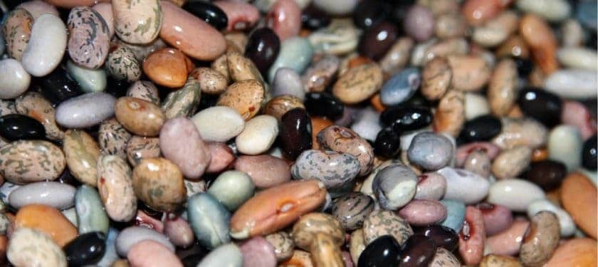 beans-665055_1067 CC0 beans-665055_1067 CC0