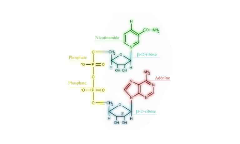 Study explores emerging role of NAD+ in innate and adaptive immune responses