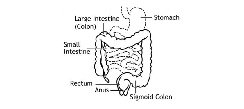 Intestine Public Domain 973x569 Intestine Public Domain 973x569