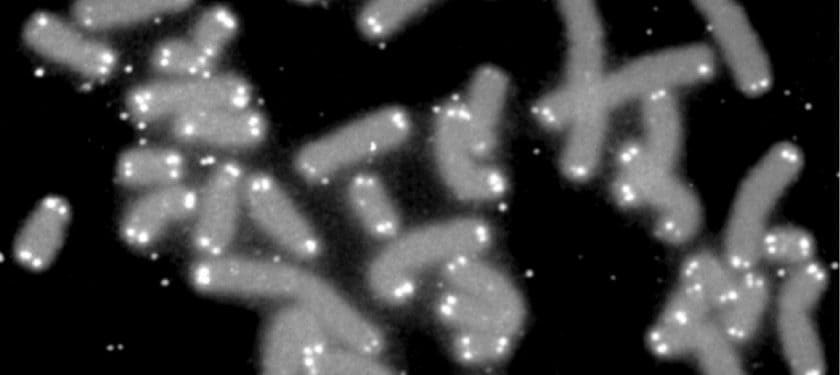 Telomere_caps Public Domain Telomere_caps Public Domain