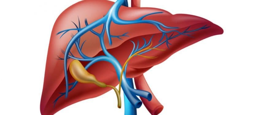 t5uy_lsn0_121226 liver depositphotos blueringmedia liver