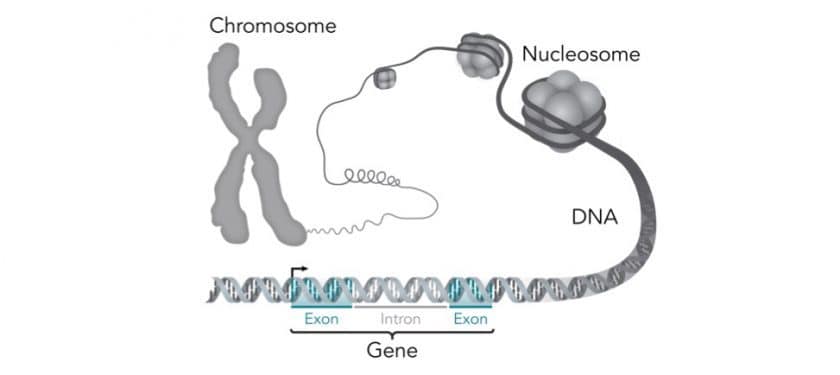 1194px-Chromosome-DNA-gene 1194px-Chromosome-DNA-gene