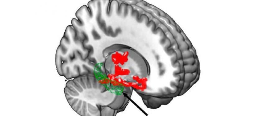 167973_web PNAS 167973_web PNAS