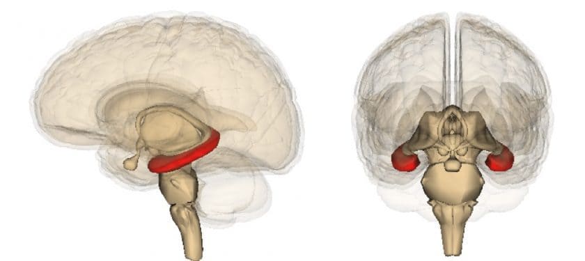 Hippocampus_image Hippocampus_image