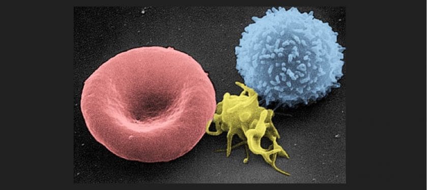 Red_White_Blood_cells Red_White_Blood_cells