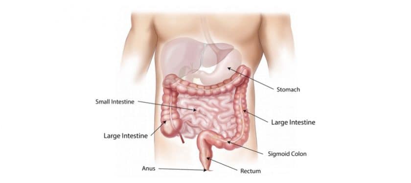 abdomen-1698565_1280 abdomen-1698565_1280