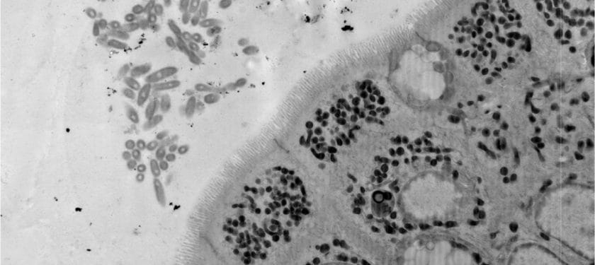 169745_web Mazmanian laboratory 169745_web Mazmanian laboratory