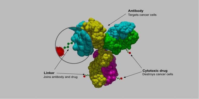 Targeted ‘click-to-release’ chemotherapy gives good results in mice