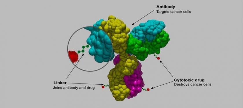 Antibody-drug_conjugate_structure Antibody-drug_conjugate_structure