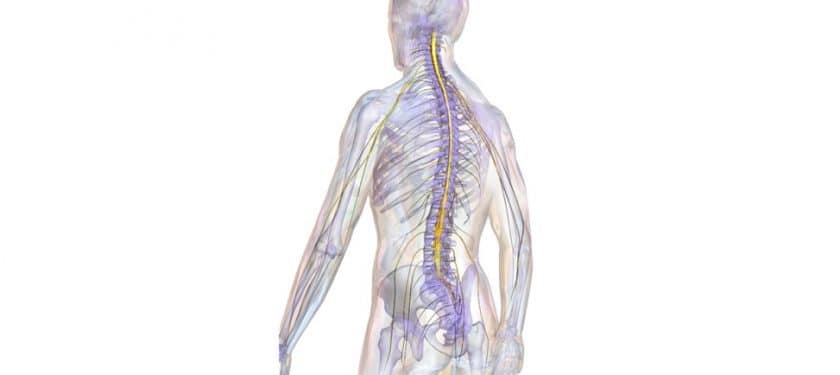 Blausen_0822_SpinalCord Blausen_0822_SpinalCord