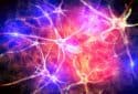 Study shows promise in repairing damaged myelin