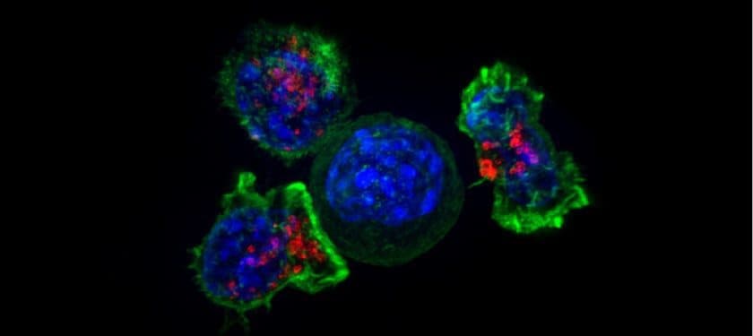 Killer_T_cells_surround_a_cancer_cell Killer_T_cells_surround_a_cancer_cell