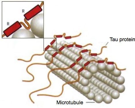 ProteineTau ProteineTau