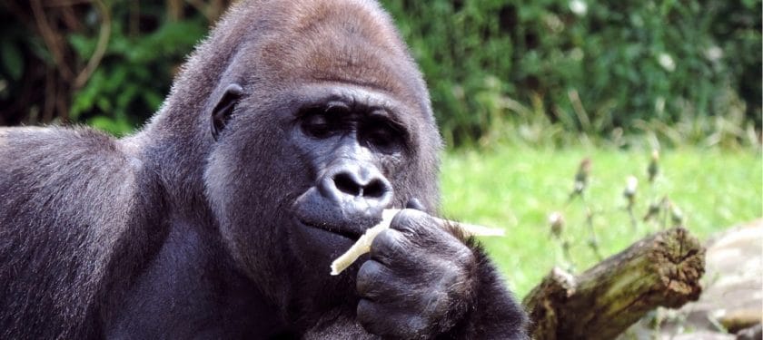 gorilla-2808428_1280 gorilla-2808428_1280