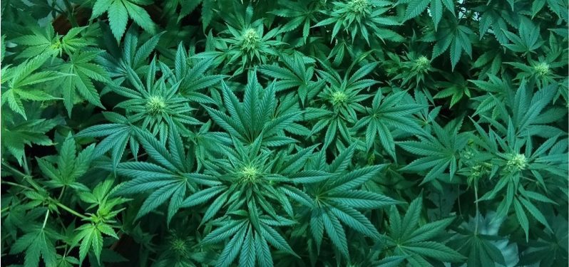 marijuana-1114713_1280 marijuana-1114713_1280
