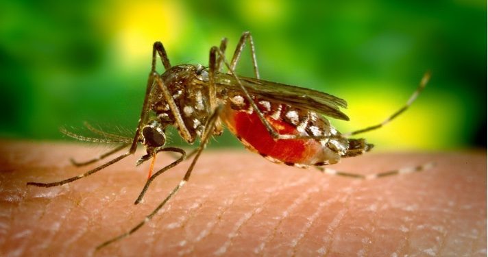 mosquito-542156_1280 mosquito, malaria