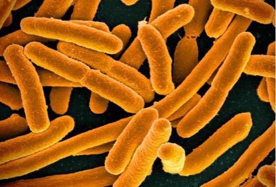 E._coli_Bacteria_(16598492368) E. coli