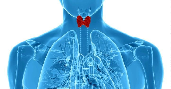 Depositphotos_46356011_m-2015-ingridat thyroid gland