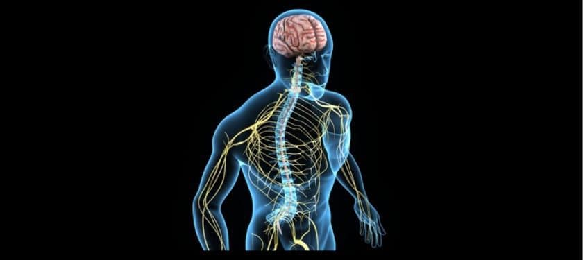 Depositphotos_66747669_s-2015-sciencepics central nervous system