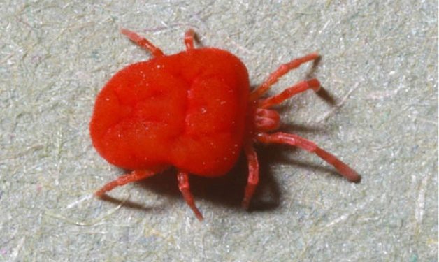 576px-Trombidiidae-mite-adult 576px-Trombidiidae-mite-adult