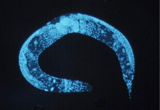 Caenorhabditis_elegans-web- Public domain Caenorhabditis_elegans-web- Public domain