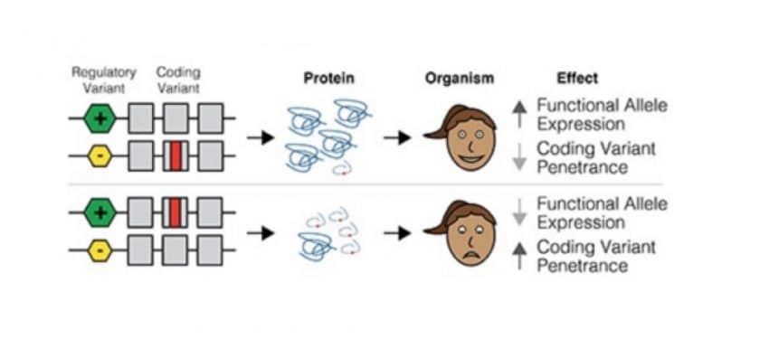 Cod-reg variants - NEW YORK GENOME CENTER Cod-reg variants - NEW YORK GENOME CENTER