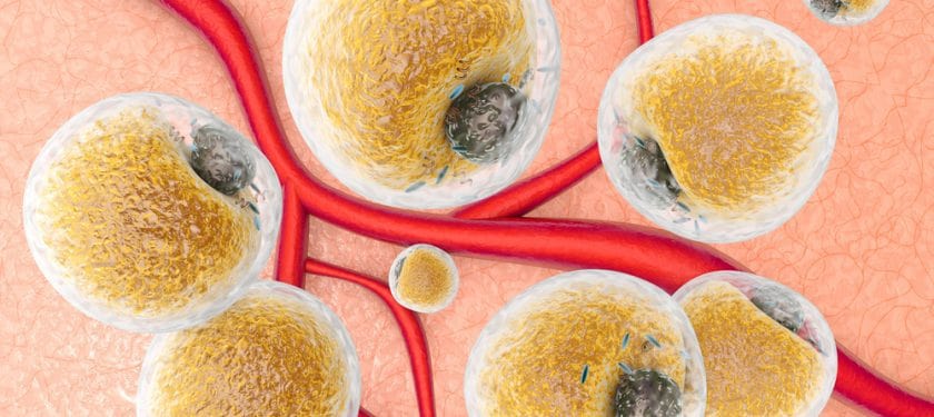 Fat Cells on human tissue Fat cells in human tissue and between blood vessels and capillars. Scientific 3d rendered Illustration.