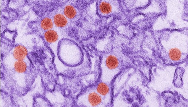480px-Zika_EM_CDC_20538 (1) Zika virus