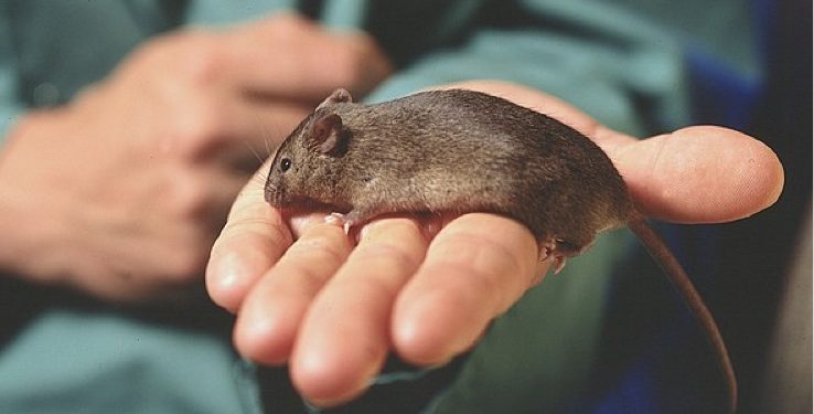 590px-Brown-gm-mouse-on-hand-close-up-2 590px-Brown-gm-mouse-on-hand-close-up-2