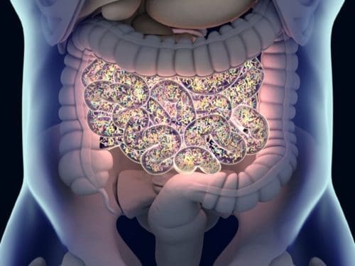Depositphotos_153580758_m-2015-AnatomyInsider Gut