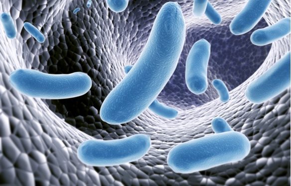 Depositphotos_5385521_m-2015-frenta gut bacteria, microbiome