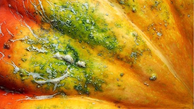 squash-1682605_640 squash-1682605_640