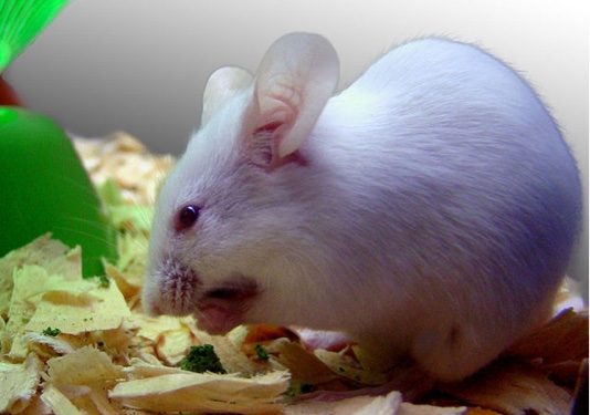 640px-White_lab_mouse lab mouse