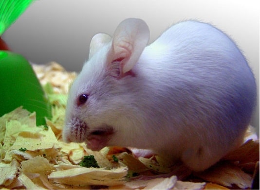 New medication gives mice bigger muscles