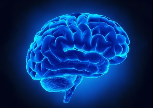 Depositphotos_13281915_m-2015-CLIPAREA-b Brain
