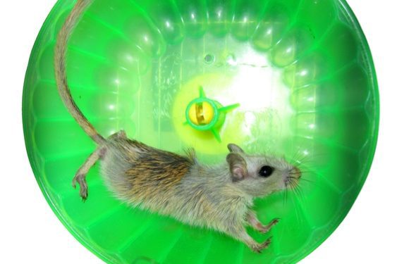 Depositphotos_27054457_m-2015.-AmorKarjpg mouse