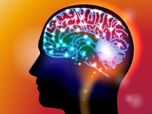 Depositphotos_65967685_m-2015-Sergey7777-crop brain