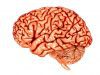 Single-cell brain ‘atlas’ reveals origin of an aggressive pediatric brain tumor