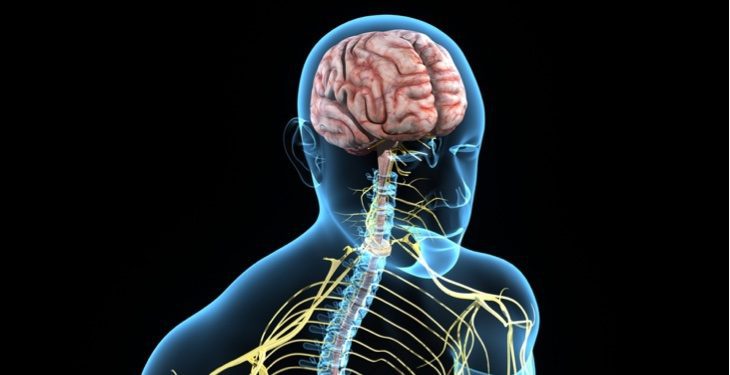 Depositphotos_66747669_m-2015-sciencepics-crop brain