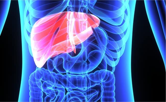 Intestinal high-density lipoprotein (HDL) may protect liver