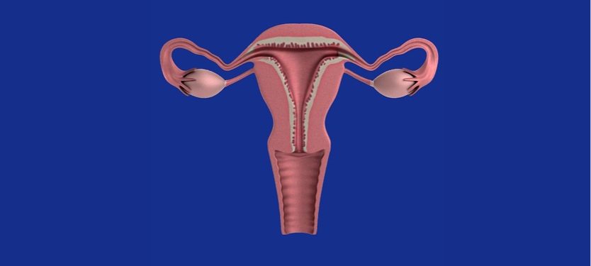 uterus-1089344_640 uterus-1089344_640