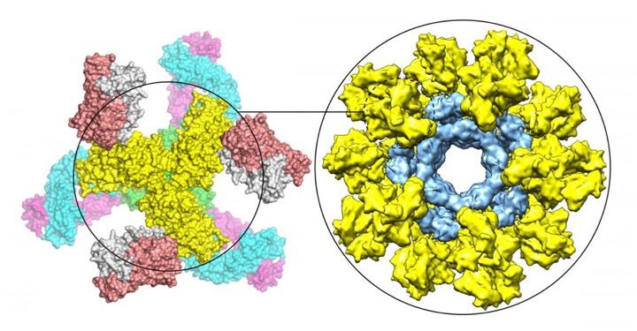186764_web - Jiang Zhu - Scripps Research 186764_web - Jiang Zhu - Scripps Research