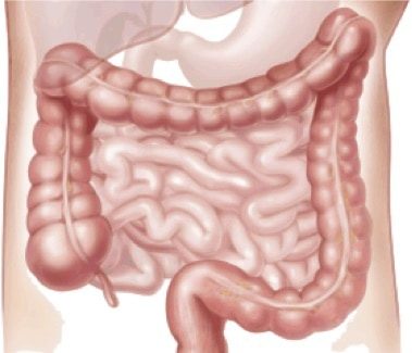535px-Digestive_appareil_virgin Intestine, gut