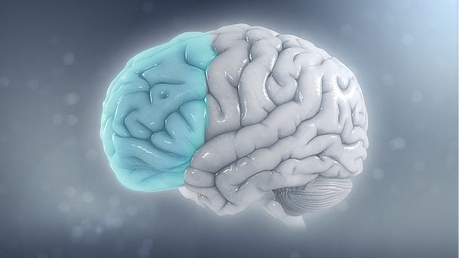 640px-Attention_deficit_hyperactivity_disorder_-_Attention_deficit_hyperactivity_disorder_-_Reduced_brain_volume_on_the_left_side_from_ADHD brain