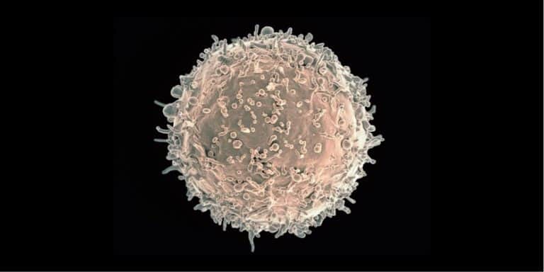 B cells linked to effective cancer immunotherapy