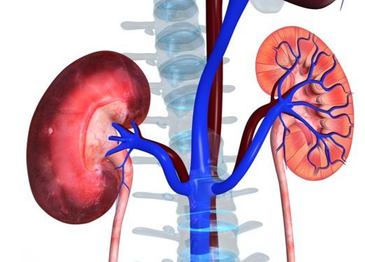 Depositphotos_63100097_m-2015-sciencepics-crop kidneys